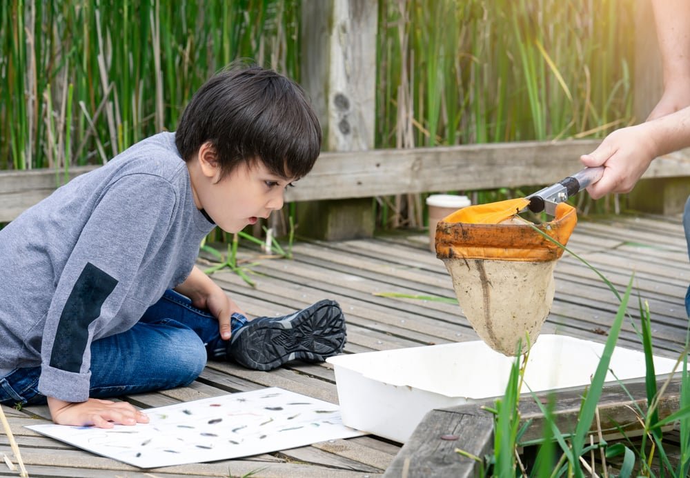 child looking at wildlife